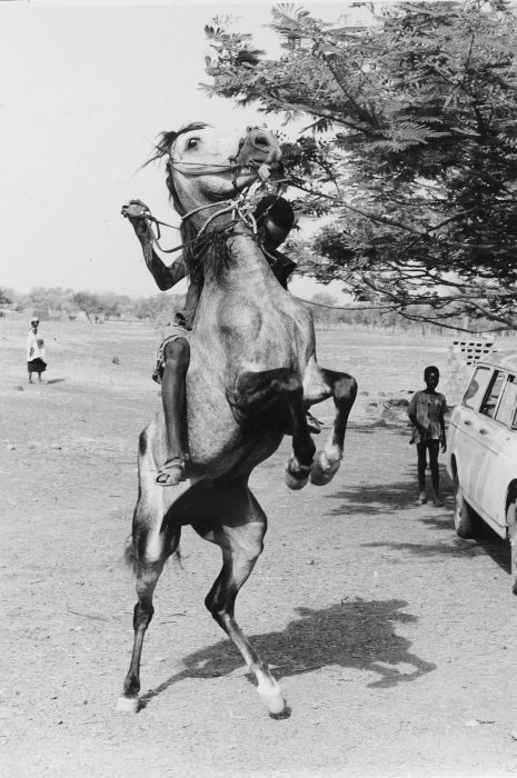 Sudanese Country-Bred