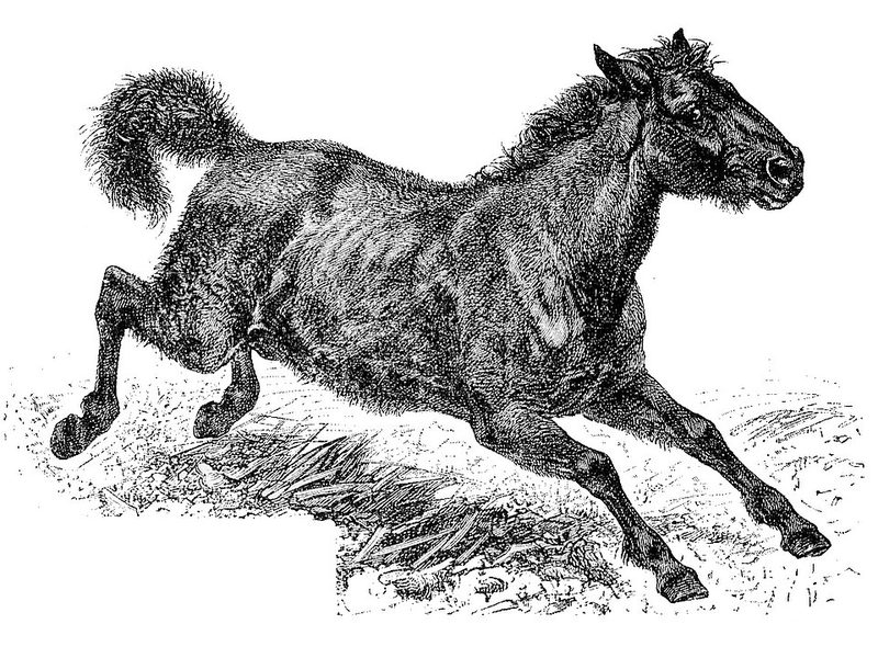 Tarpan