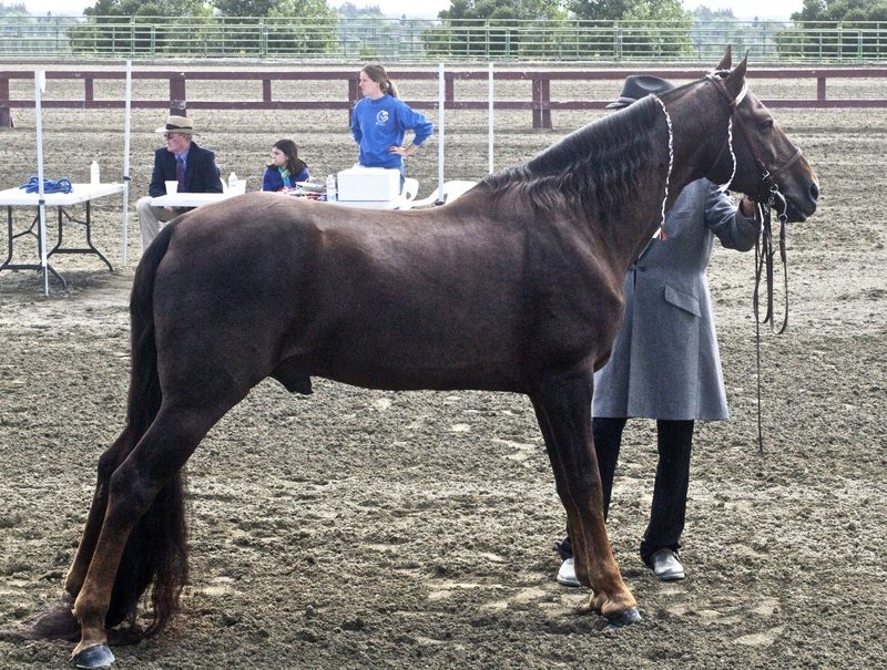 Tennessee Walker
