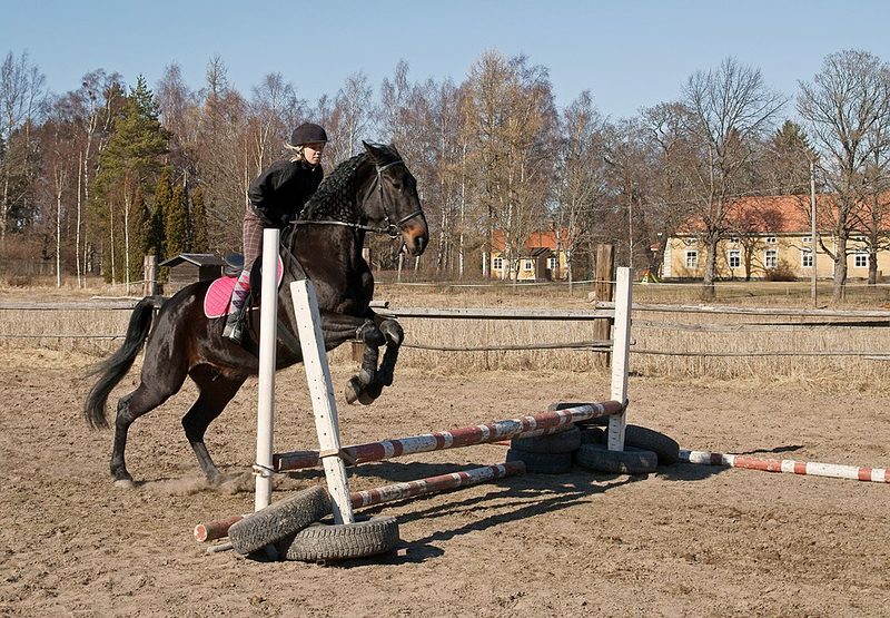 Standardbred