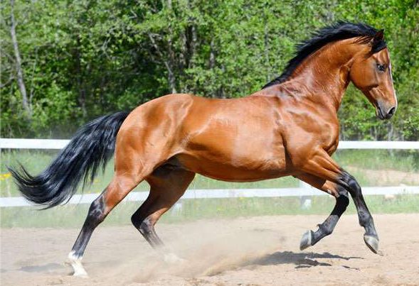 Ukrainian Saddle