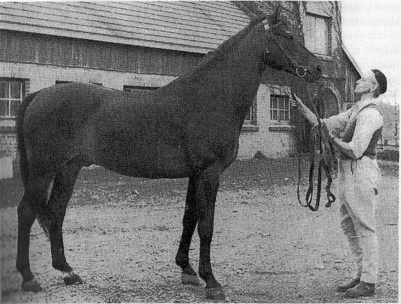 Warmblood Suedois