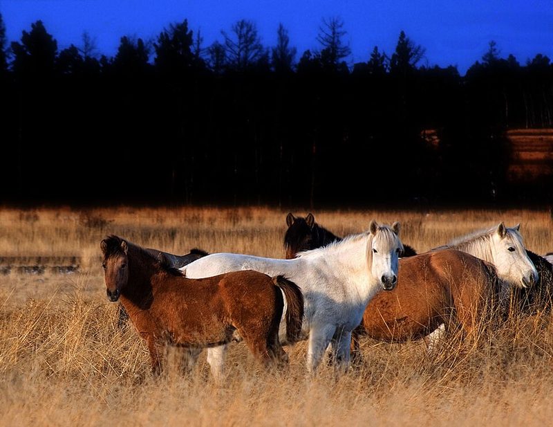 Yakut