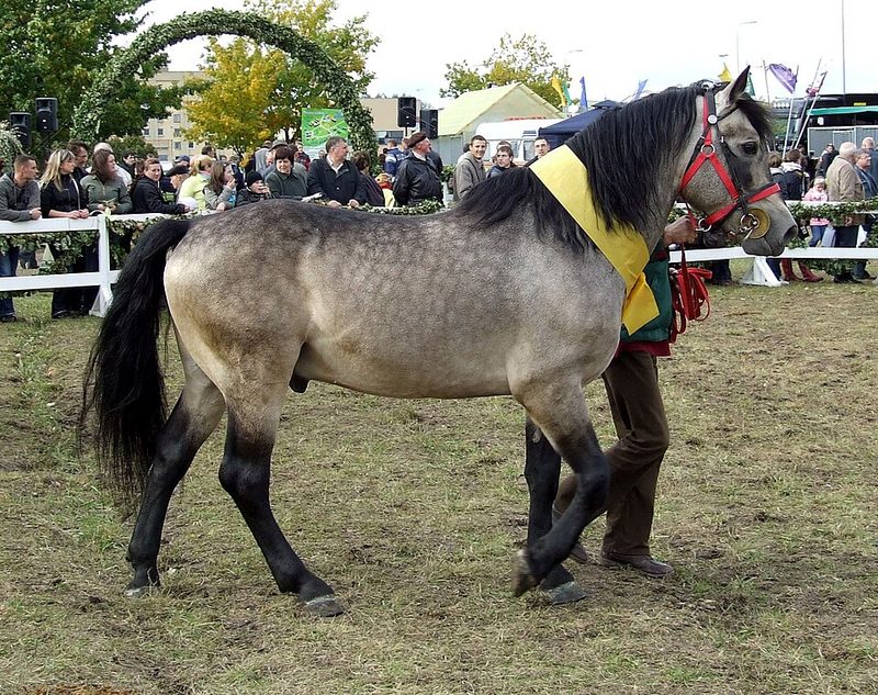 Zhemaichu