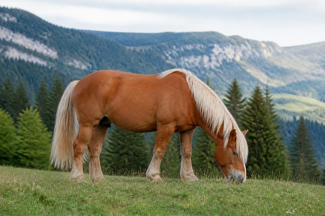Cheval Comtois broutant dans un alpage du massif du Jura