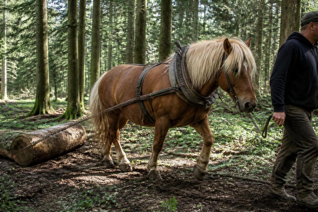 Cheval Comtois au débardage, tirant une grume en forêt du Jura