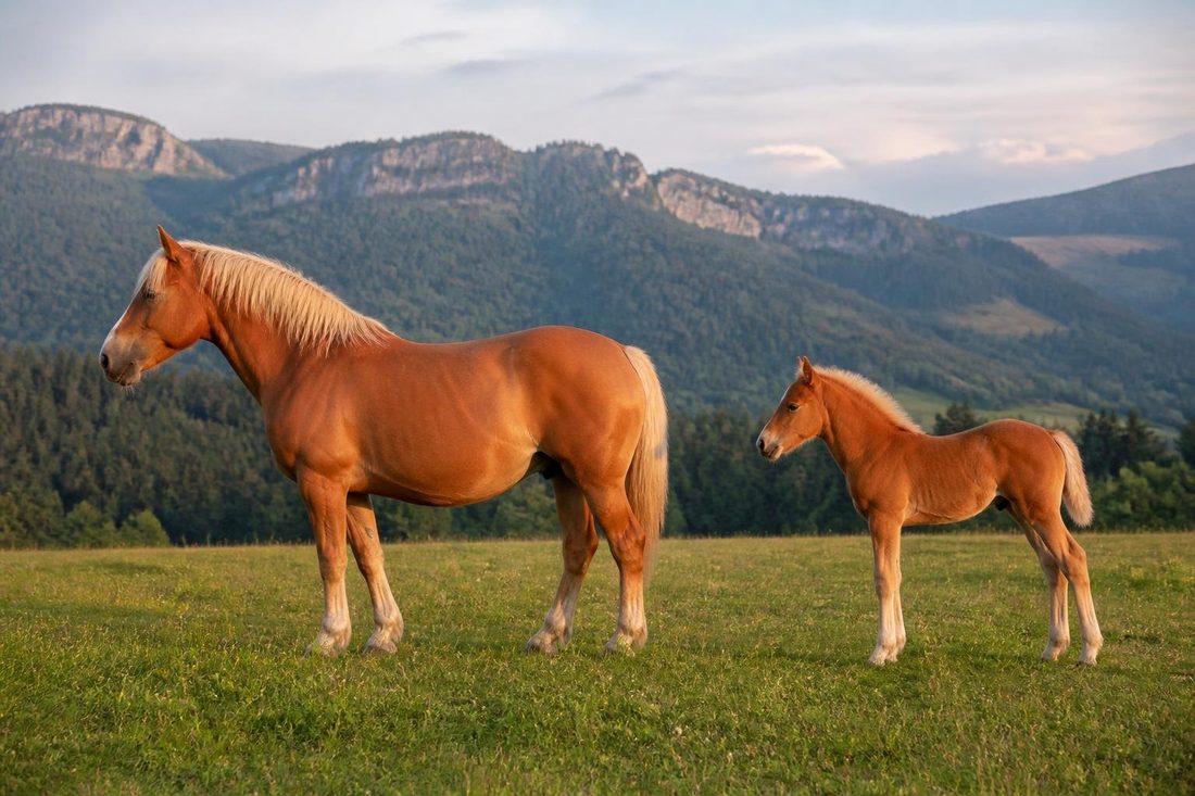 Jument Comtois et son poulain dans un alpage du Jura